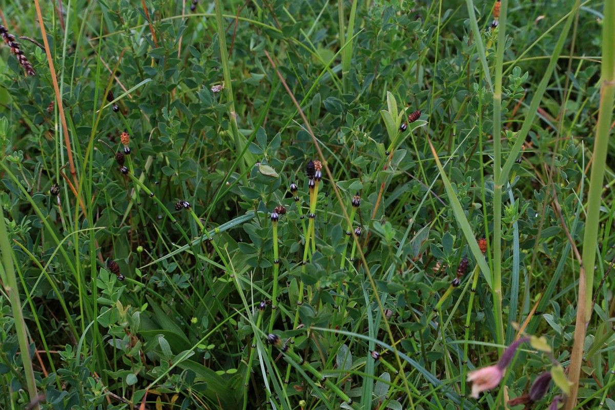 Equisetum variegatum